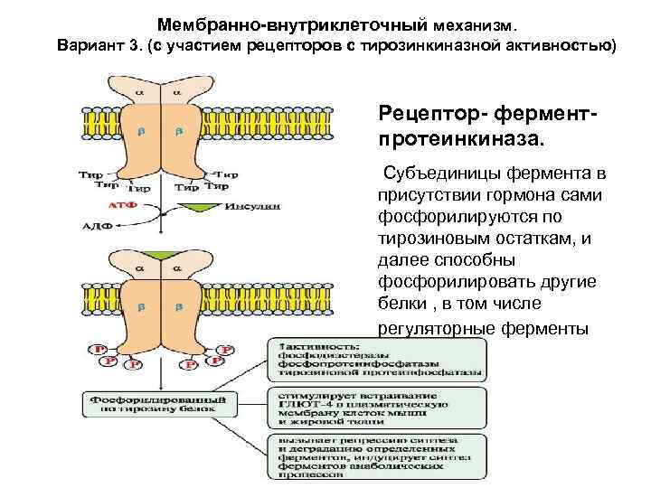 Передача гормонального сигнала через внутриклеточные рецепторы    (цитозольный механизм)  • Характерен