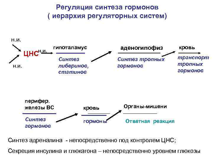      Регуляция синтеза гормонов    ( иерархия регуляторных