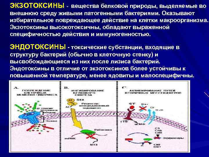  ЭКЗОТОКСИНЫ - вещества белковой природы, выделяемые во внешнюю среду живыми патогенными бактериями. Оказывают