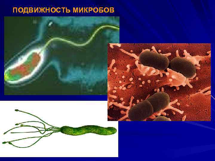  ПОДВИЖНОСТЬ МИКРОБОВ 