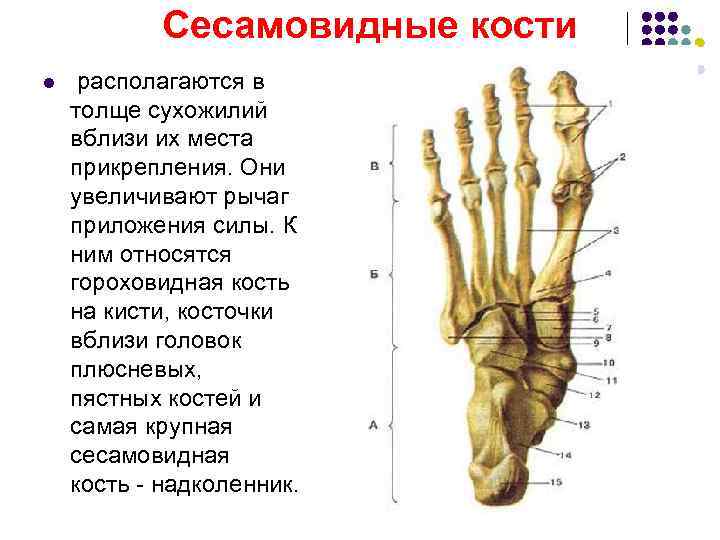  Сесамовидные кости l располагаются в толще сухожилий вблизи их места прикрепления. Они увеличивают
