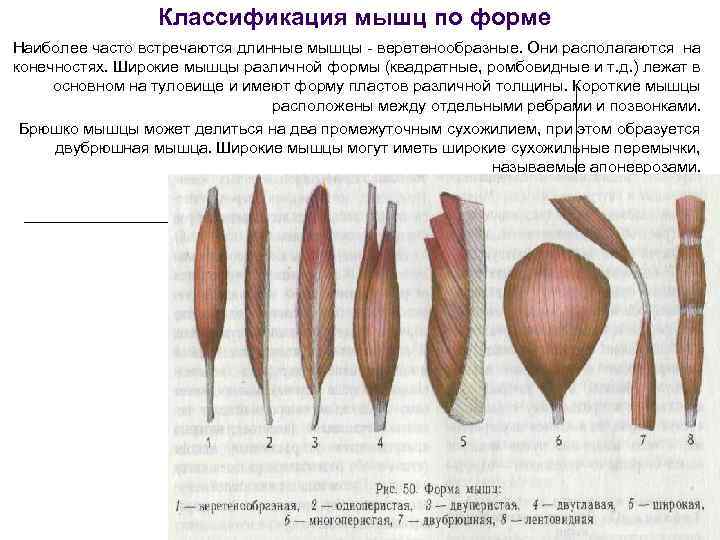 Какая форма наиболее. Классификация мышцы длинные веретенообразные. Длинные мышцы веретенообразные располагаются преимущественно на. Веретенообразный вид классификации мышц по форме. Различные формы мышц.