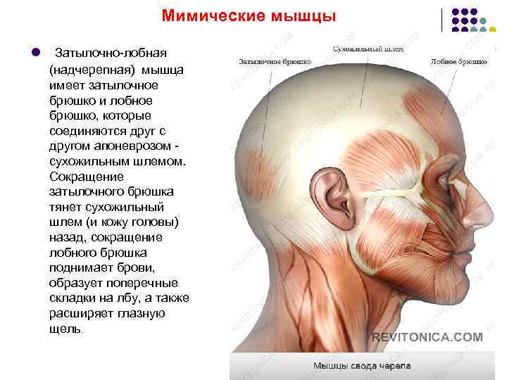 Надчерепная мышца