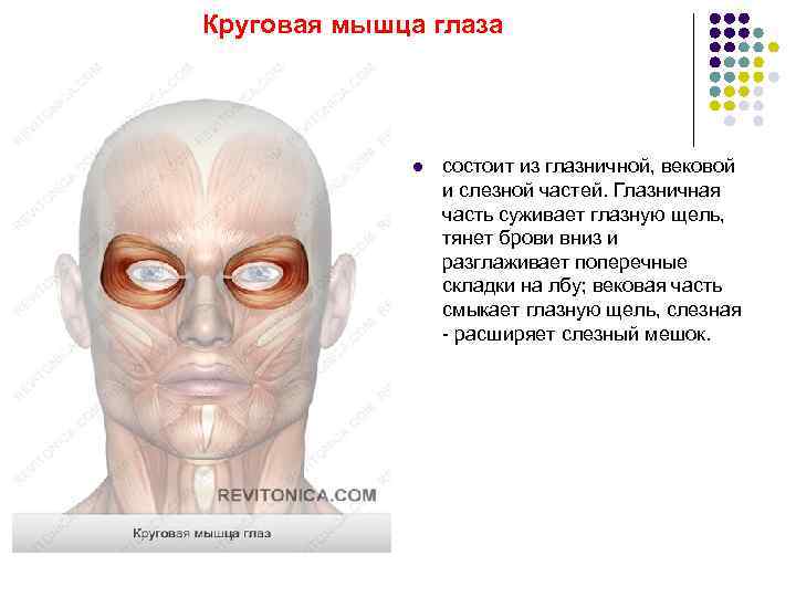 Круговая мышца глаза l состоит из глазничной, вековой и слезной частей. Глазничная часть суживает