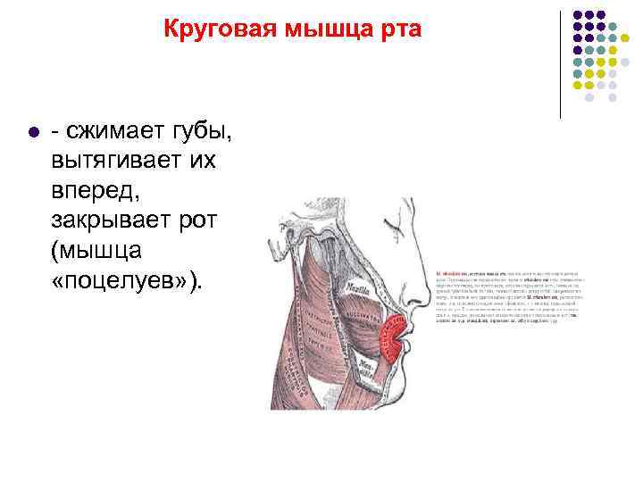 Круговая мышца рта. Мышца вытягивающая губы вперед. Круговые мышцы примеры. Круговая мышца рта функции.