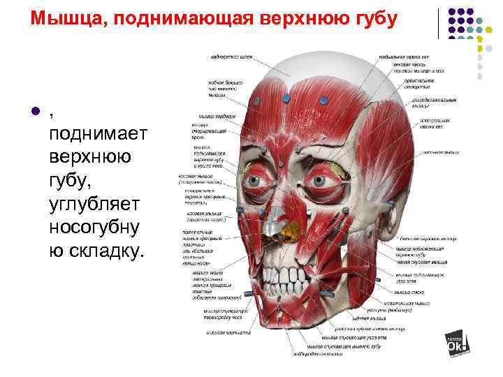 Мышца, поднимающая верхнюю губу l , поднимает верхнюю губу, углубляет носогубну ю складку. 