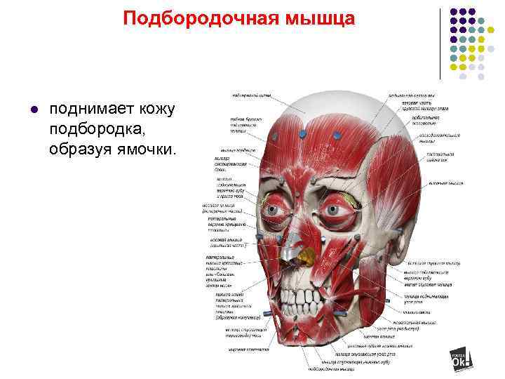  Подбородочная мышца l поднимает кожу подбородка, образуя ямочки. 