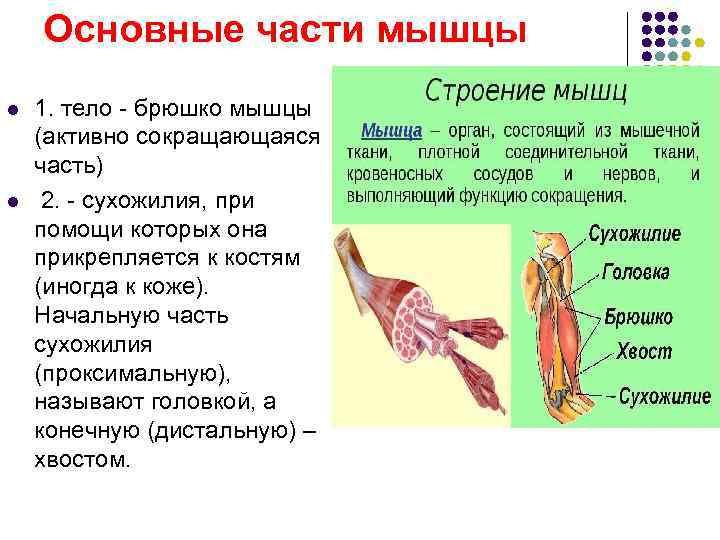  Основные части мышцы l 1. тело - брюшко мышцы (активно сокращающаяся часть) l