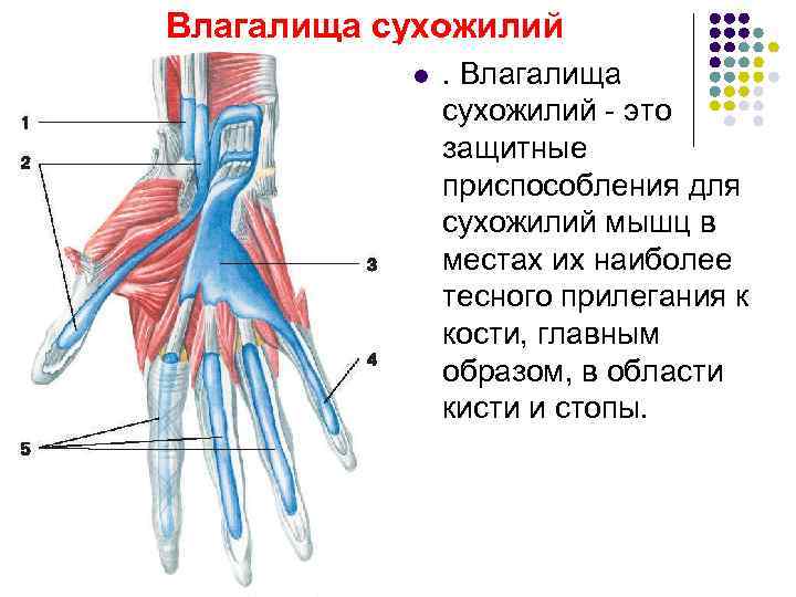 Карта сухожилий человека