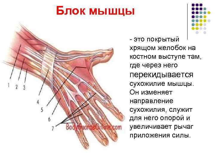 Блок мышцы l - это покрытый хрящом желобок на костном выступе там, где через