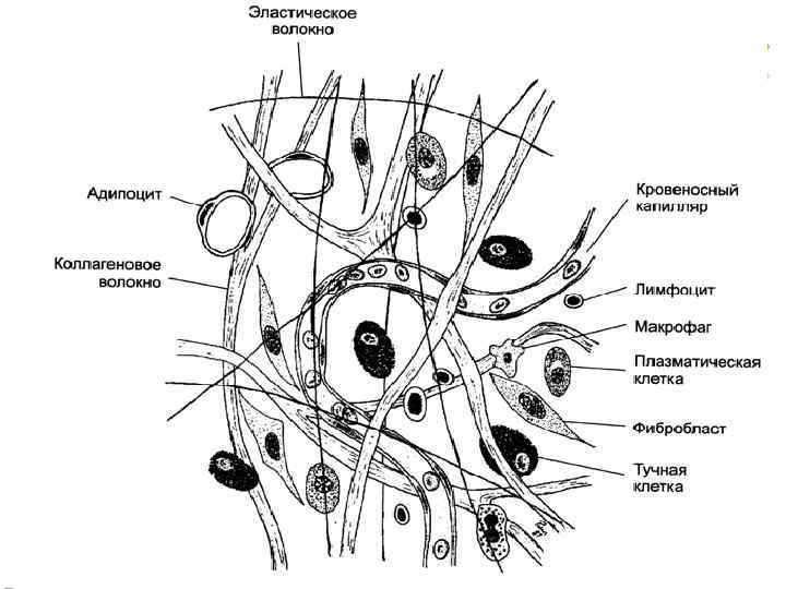 Мышечная ткань l Выделяют три вида: l Поперечнополосатая Мышечная ткань l Выделяют три вида: l Поперечнополосатая