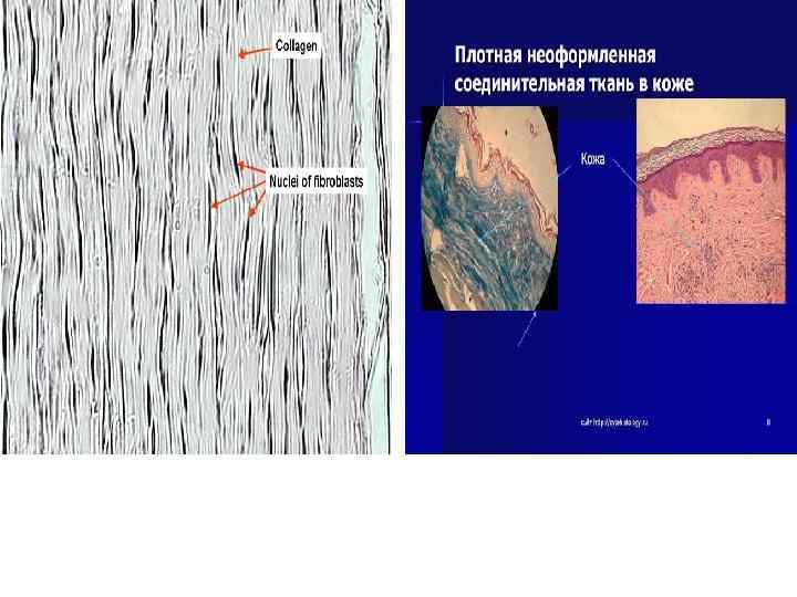 Нервная ткань l Baжнейшим функциональным свойством нервной ткани Нервная ткань l Baжнейшим функциональным свойством нервной ткани