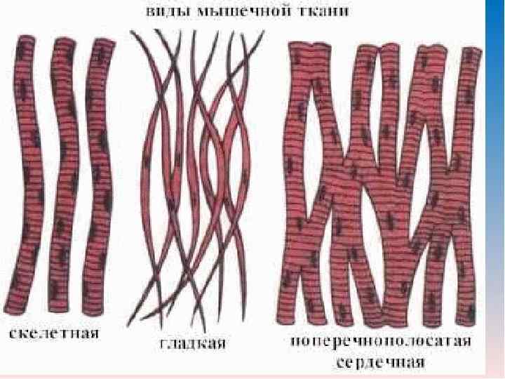 Виды нейронов по функции l афферентные (чувствительные) нейроны - несут импульсы Виды нейронов по функции l афферентные (чувствительные) нейроны - несут импульсы