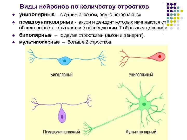 Нервные волокна l это отростки (аксоны) нервных клеток, обычно покрытые Нервные волокна l это отростки (аксоны) нервных клеток, обычно покрытые