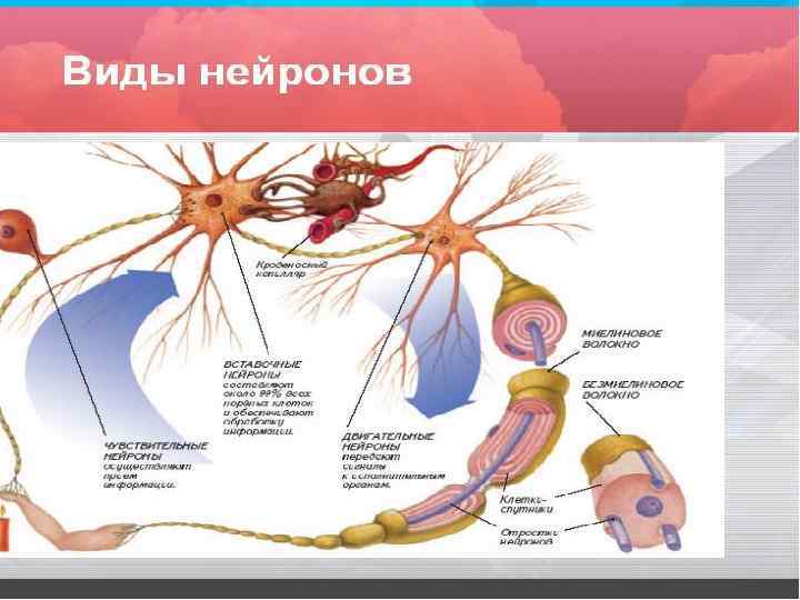Синапс l От (греч. synaps - соединение, связь) Синапс l От (греч. synaps - соединение, связь)