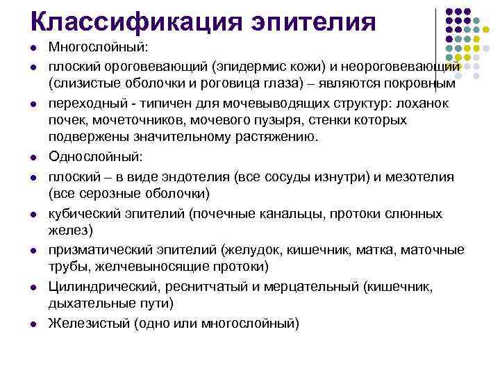 Классификация эпителия l Многослойный: l плоский ороговевающий (эпидермис кожи) и неороговевающий (слизистые Классификация эпителия l Многослойный: l плоский ороговевающий (эпидермис кожи) и неороговевающий (слизистые