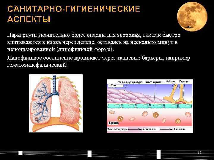 САНИТАРНО-ГИГИЕНИЧЕСКИЕ АСПЕКТЫ Пары ртути значительно более опасны для здоровья, так как быстро впитываются в