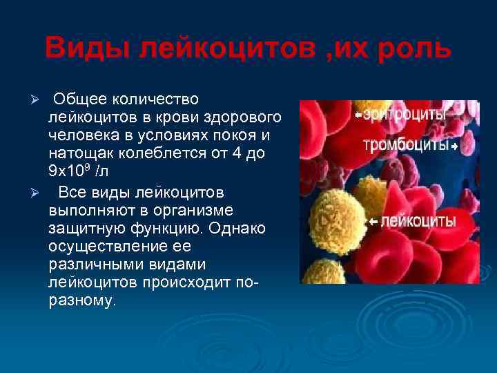   Виды лейкоцитов , их роль Ø Общее количество лейкоцитов в крови здорового