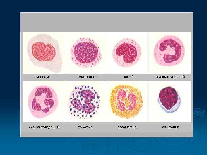    Ø  Нейтрофилы являются самой   многочисленной группой. Основная их