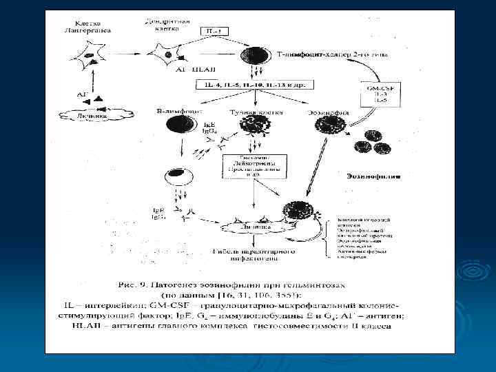   Ø  Моноциты обладают выраженной    фагоцитарной функцией. Это самые