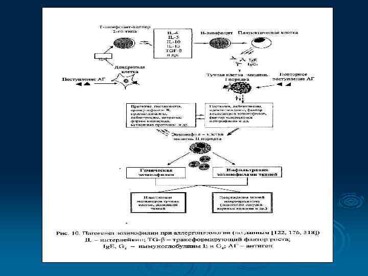   Ø  Лимфоциты являются центральным звеном   иммунной системы организма. Они