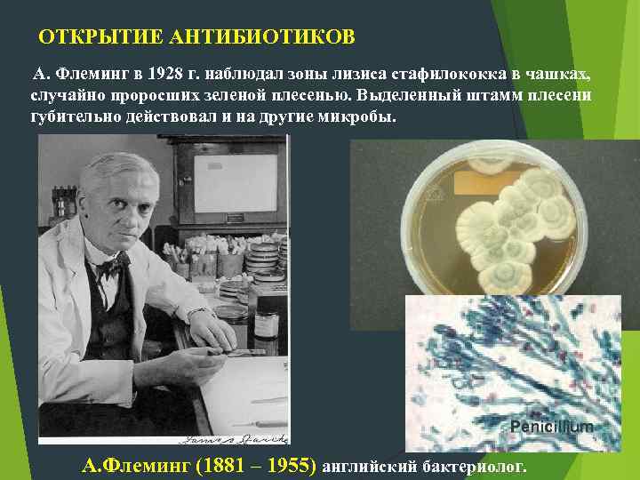 ОТКРЫТИЕ АНТИБИОТИКОВ А. Флеминг в 1928 г. наблюдал зоны лизиса стафилококка в чашках, случайно