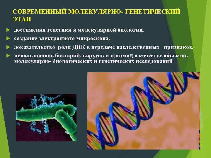  СОВРЕМЕННЫЙ МОЛЕКУЛЯРНО- ГЕНЕТИЧЕСКИЙ ЭТАП достижения генетики и молекулярной биологии, создание электронного микроскопа. доказательство