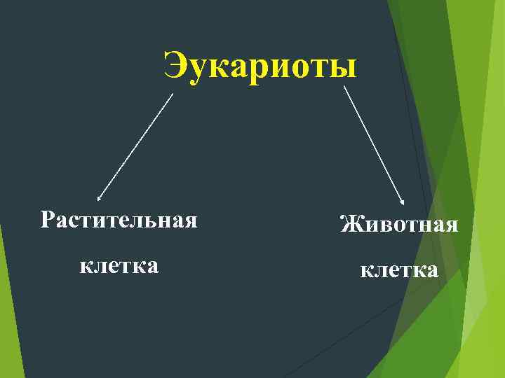   Эукариоты  Растительная  Животная  клетка 