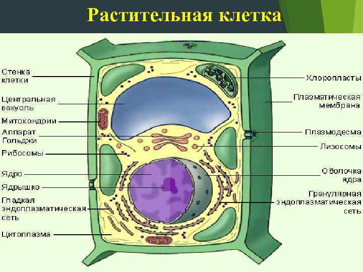 Какова роль клеточной стенки