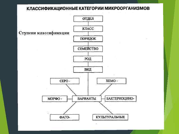 Классификация бактерий микробиология схема