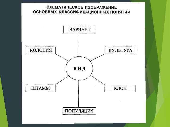  Морфология бактерий.  Прокариоты отличаются от эукариот по ряду основных признаков.  1.