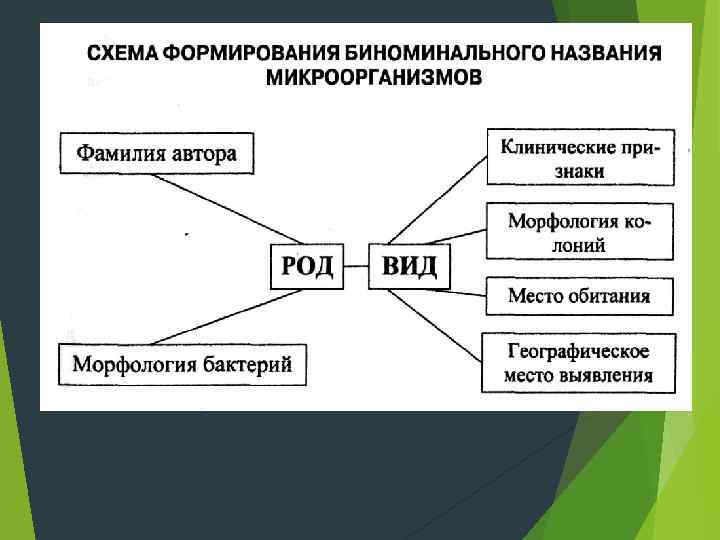 Схема создания закона в биологии