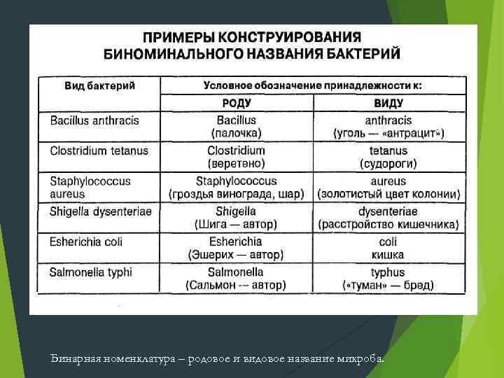 Извитые формы микроорганизмов. 1. Вибрионы и кампилобактерии- имеют один изгиб, могут быть в форме