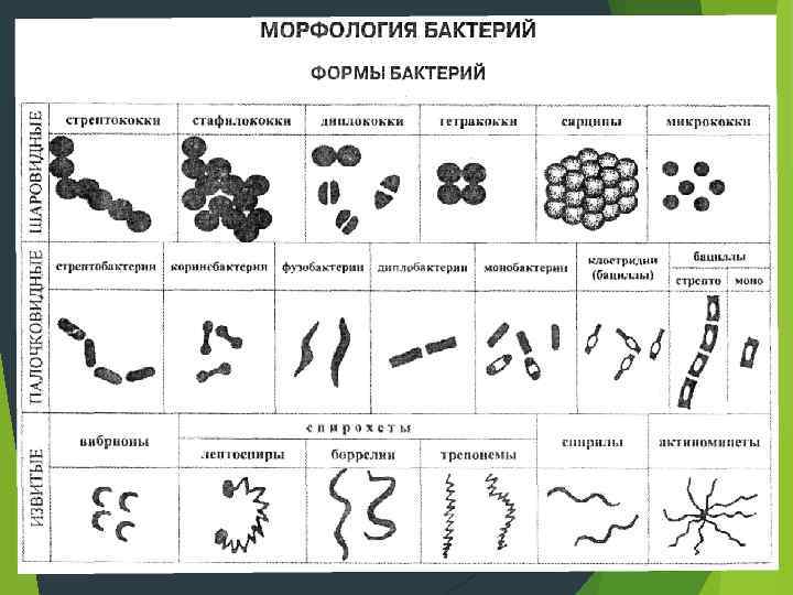   Клеточная стенка Присуща большинству бактерий (кроме микоплазм, ахолеплазм и некоторых других не