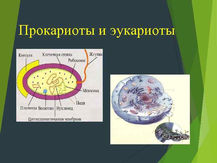 Организация прокариотов и эукариотов