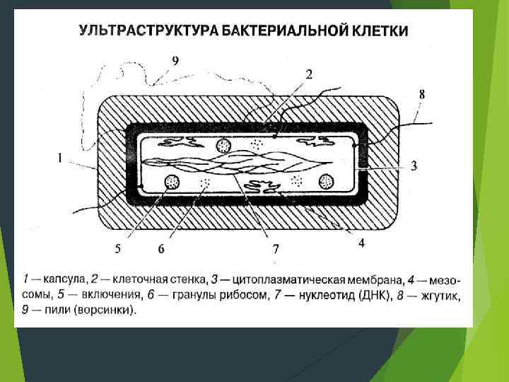  Некультивируемые формы бактерий. У многих видов грамотрицательных бактерий,  не образующих спор, существует