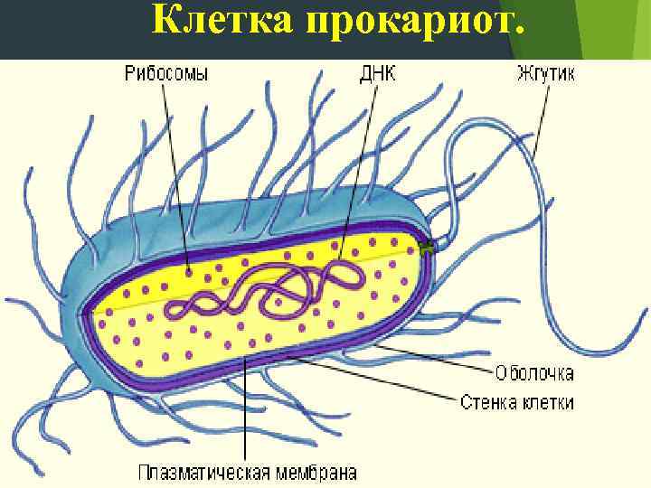 Клетка прокариот. 
