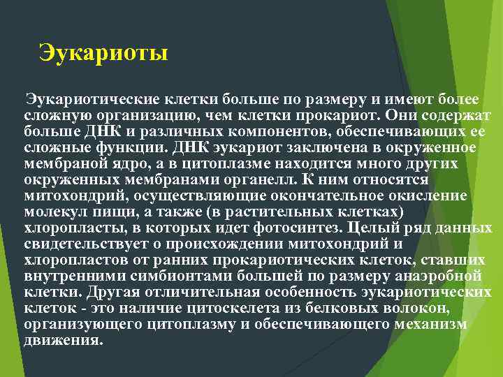   Эукариоты Эукариотические клетки больше по размеру и имеют более  сложную организацию,