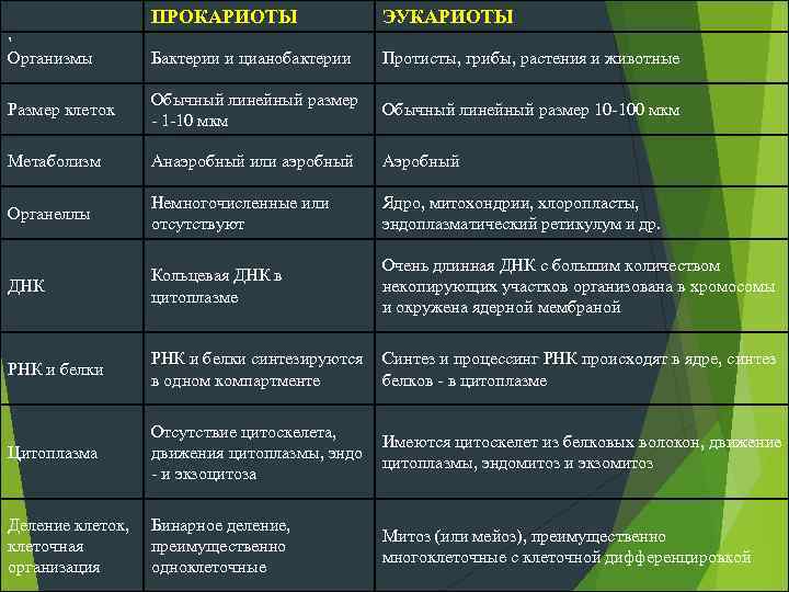 Сравнительная таблица прокариот и эукариот 10 класс. Классификация прокариот и эукариот. Характеристика прокариот и эукариот. Метаболизм у прокариот и эукариот таблица. Обмен веществ прокариот и эукариот.