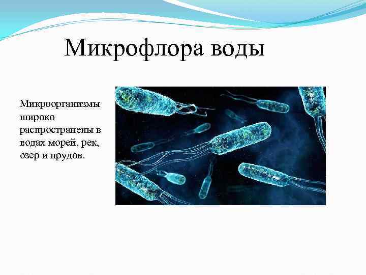 Роль бактерий в воде