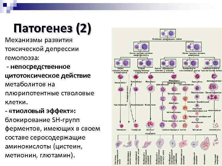  Патогенез (2) Механизмы развития токсической депрессии гемопоэза: - непосредственное цитотоксическое действие метаболитов на