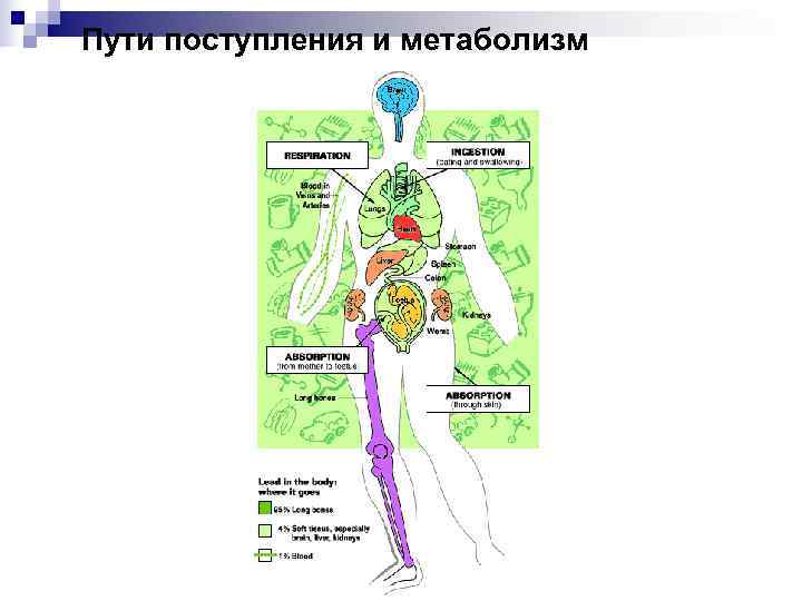 Пути поступления и метаболизм 