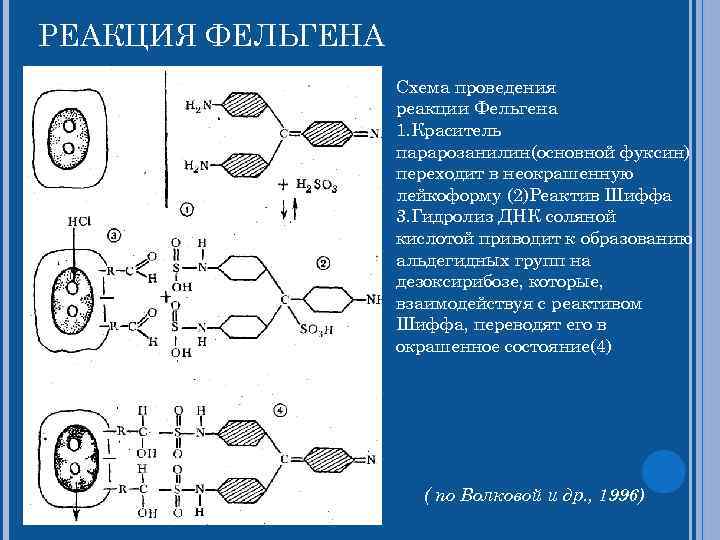 РЕАКЦИЯ ФЕЛЬГЕНА Схема проведения реакции Фельгена 1. Краситель парарозанилин(основной фуксин) переходит в неокрашенную лейкоформу