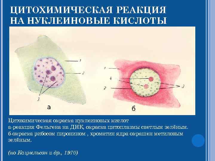 ЦИТОХИМИЧЕСКАЯ РЕАКЦИЯ НА НУКЛЕИНОВЫЕ КИСЛОТЫ Цитохимическая окраска нуклеиновых кислот а-реакция Фельгена на ДНК, окраска