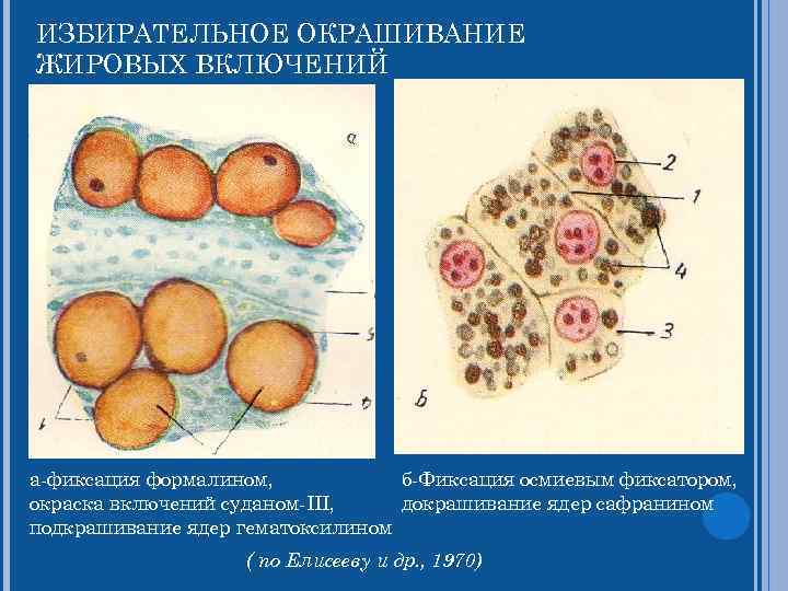 ИЗБИРАТЕЛЬНОЕ ОКРАШИВАНИЕ ЖИРОВЫХ ВКЛЮЧЕНИЙ а-фиксация формалином, б-Фиксация осмиевым фиксатором, окраска включений суданом-III, докрашивание ядер