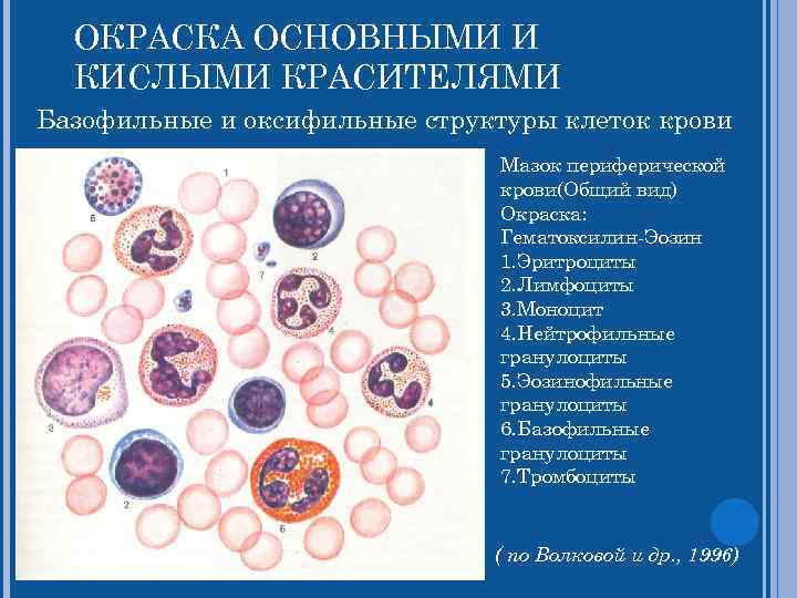  ОКРАСКА ОСНОВНЫМИ И КИСЛЫМИ КРАСИТЕЛЯМИ Базофильные и оксифильные структуры клеток крови Мазок периферической