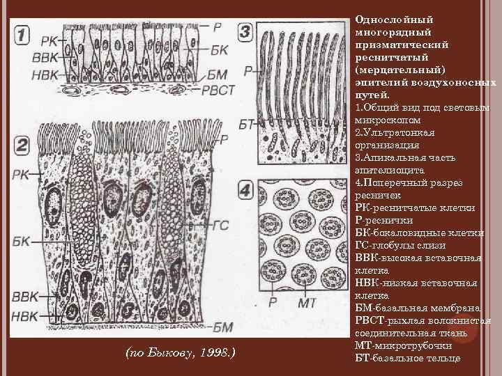 Клетки эпителия кишечника рисунок