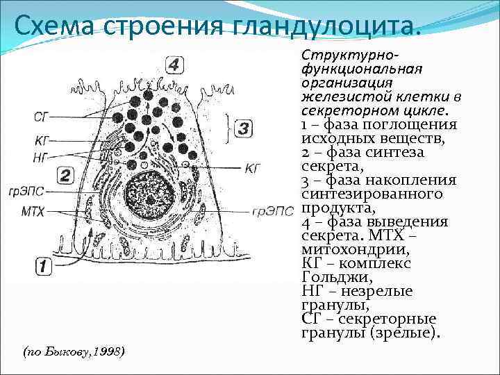 Схема строения