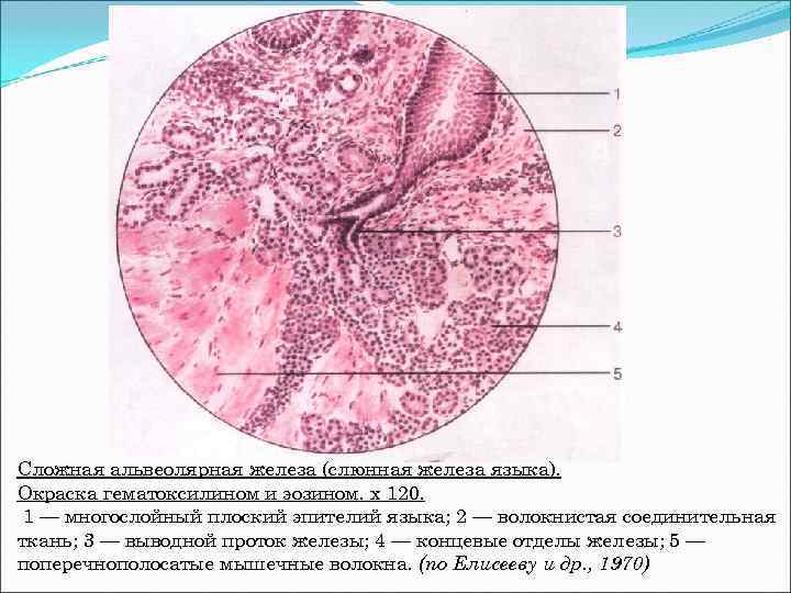 Железы языка