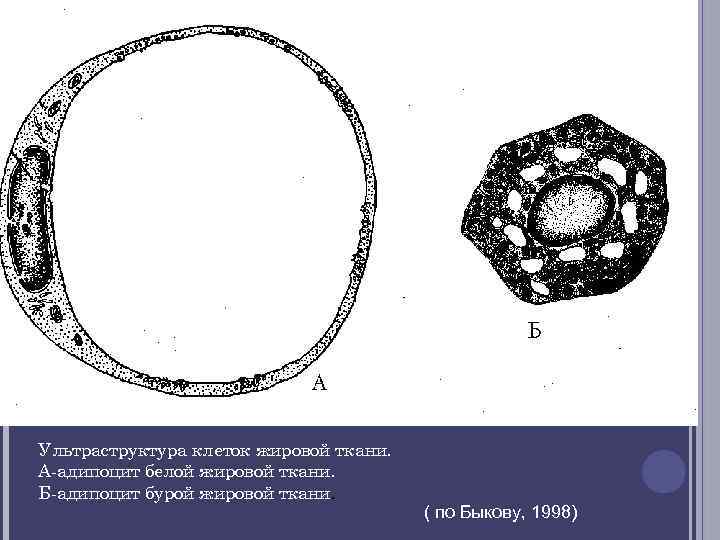 Ультраструктура клеток жировой ткани. А адипоцит белой жировой ткани. Б адипоцит бурой жировой ткани.